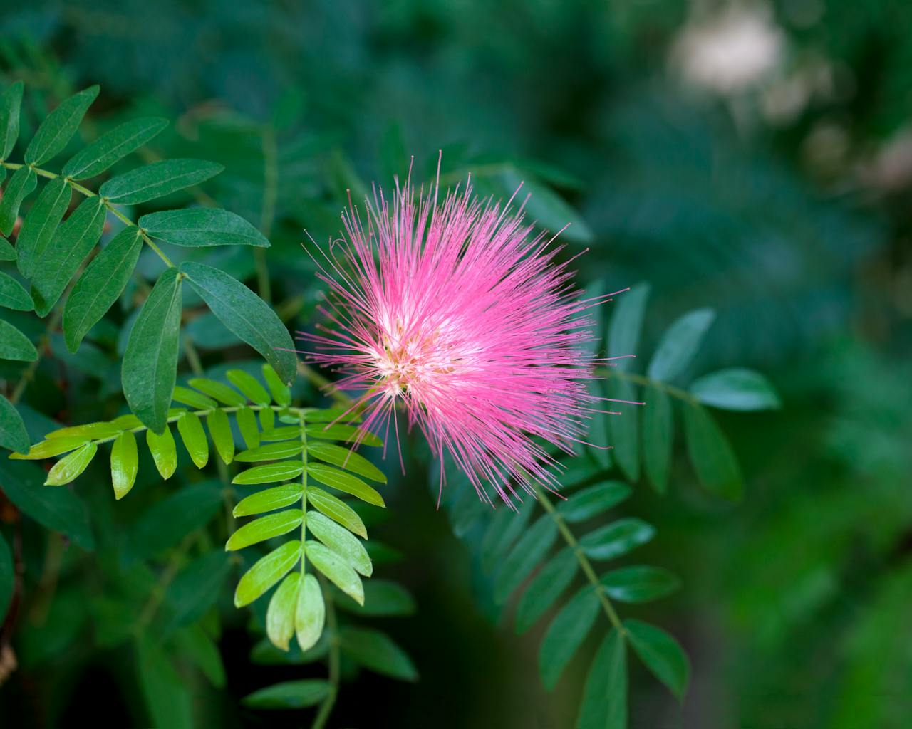 Close-up of a vibrant pink Calliandra flower amidst lush green leaves, perfect for nature and botanical themes.