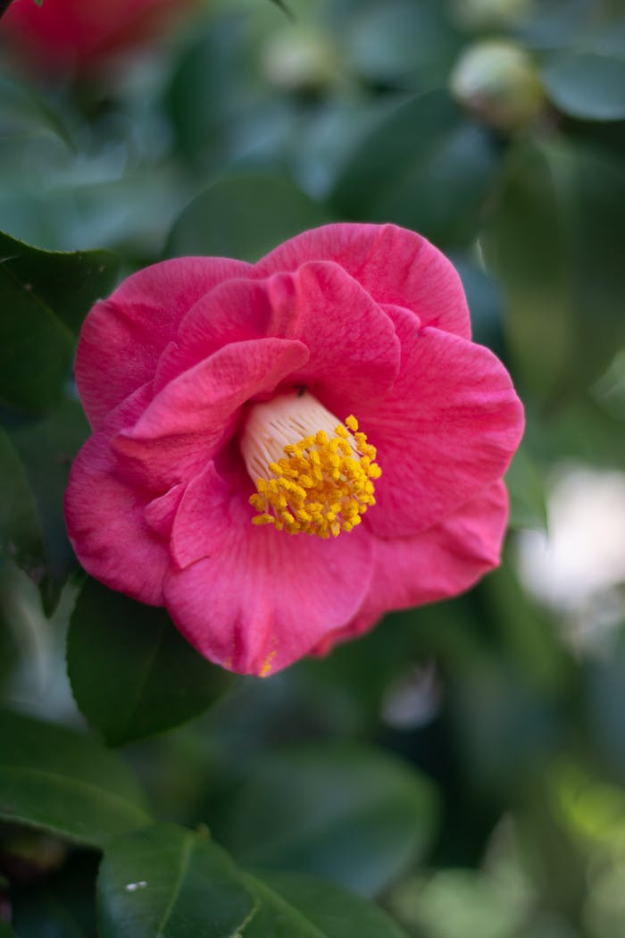 Close-up of a vibrant pink camellia flower with yellow stamens, surrounded by lush green leaves.