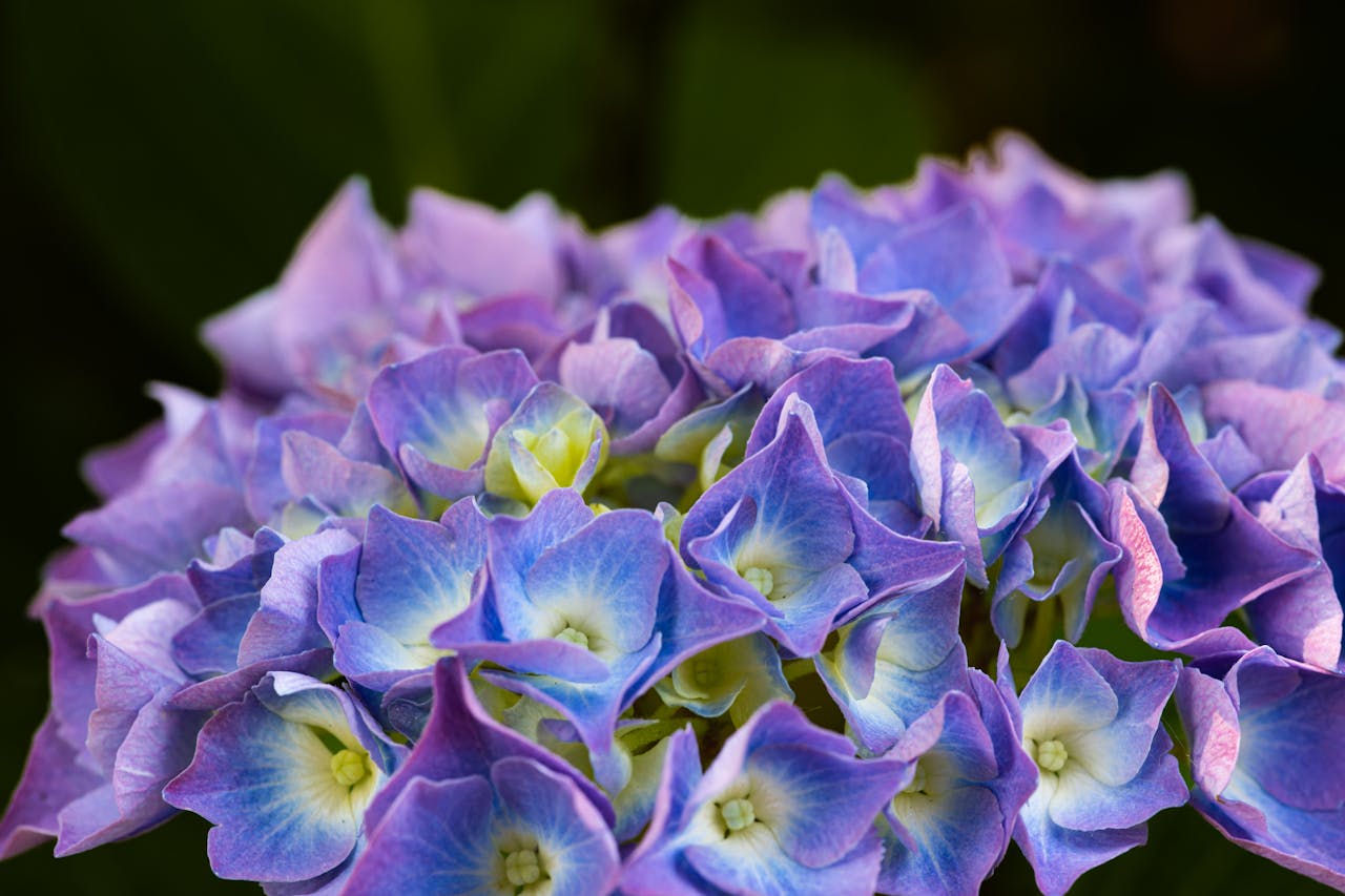 Close-up of vibrant blue and purple hydrangea flowers in full bloom.