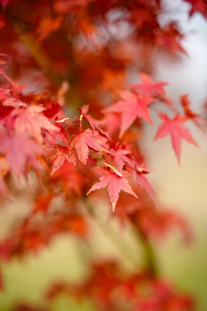 Blurry background highlights vivid autumn maple leaves' intricate textures.