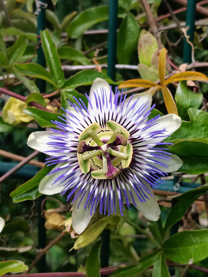 Detailed close-up of a vibrant purple passion flower surrounded by green foliage.