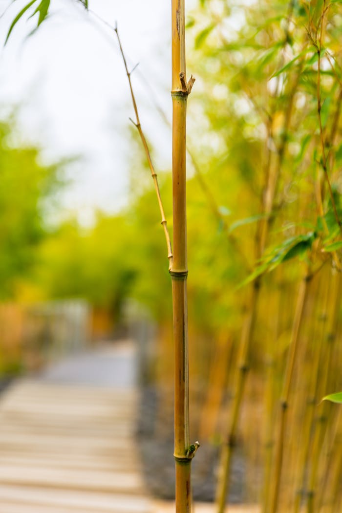 Close-up of bamboo stalks lining a pathway, evoking tranquility in a summer setting.