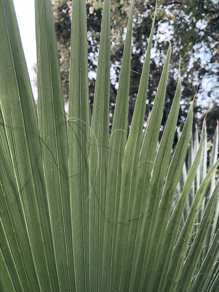 Detailed view of a green palm frond with textured leaves outdoors.