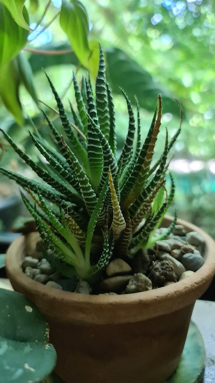 A detailed shot of a potted cactus indoors with natural lighting.