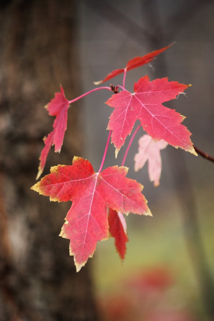 Close-up of vivid red maple leaves in autumn, showcasing natural beauty.