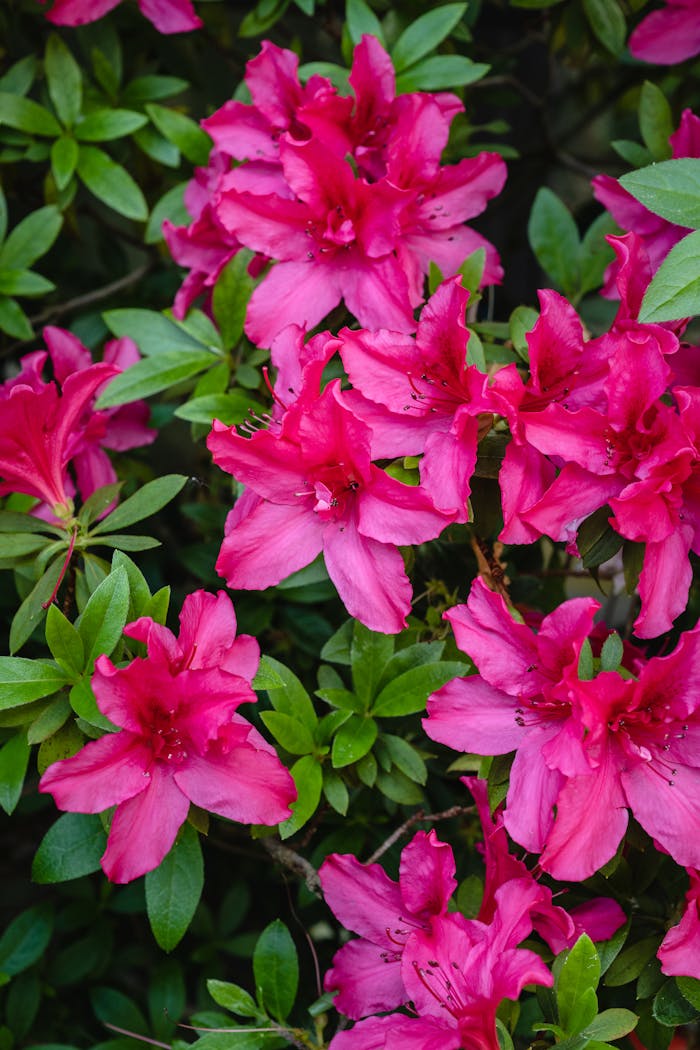 Bright pink azaleas with lush green leaves captured in full bloom outdoors.