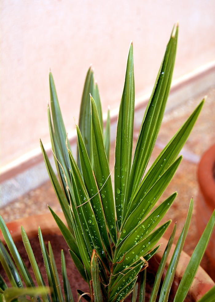 Close-up of green palm leaves with fresh water droplets in a pot. A refreshing glimpse of nature.